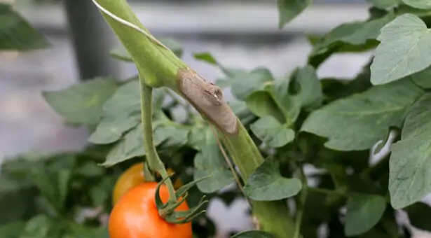 Pourriture grise sur une tige de tomate