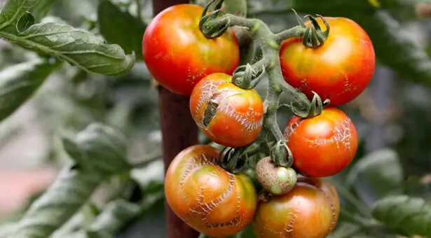 Tomate éclatée après un excès d'eau
