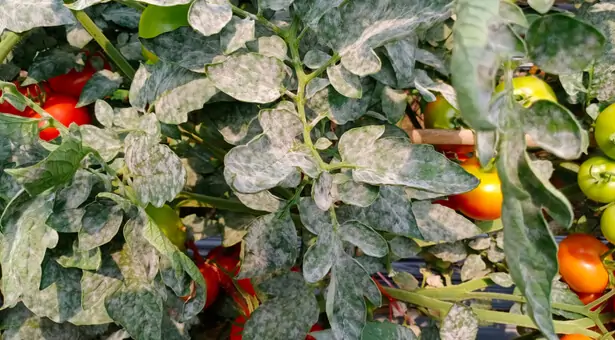 Oïdium sur des feuilles de tomate
