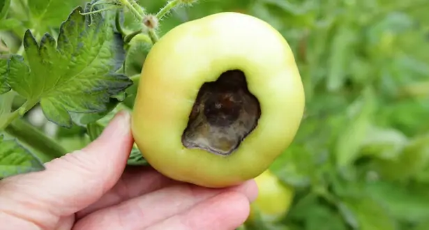 Tomate atteinte de nécrose apicale ou cul noir
