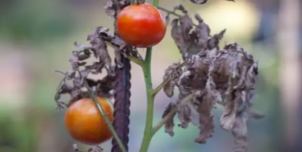 Les maladies des tomates