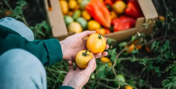 Prolonger la récolte des tomates