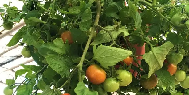 Des pieds de tomates suspendus