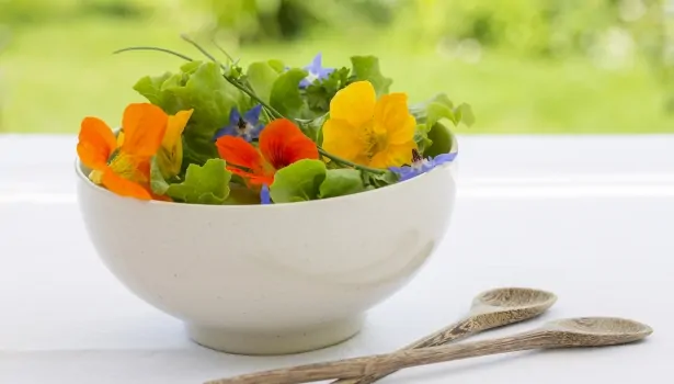 Fleurs de capucine comestibles orange dans un jardin