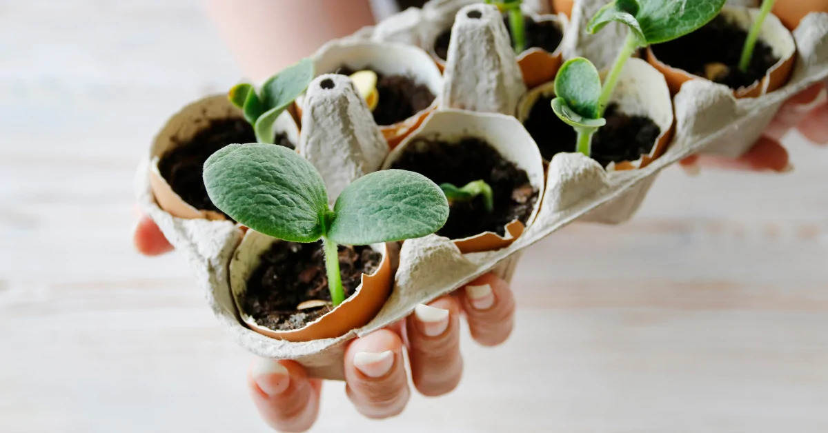 Les coquilles d'oeuf au jardin