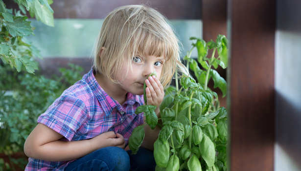 cultiver du basilic en pot avec des enfants