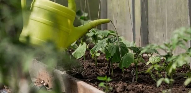 Comment savoir si il faut arroser une plante ?