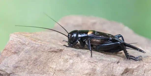 Grillon provençal Gryllus bimaculatus sur une surface claire