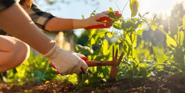 Biner pour protéger le potager de la chaleur