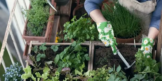 Un potager sur un balcon