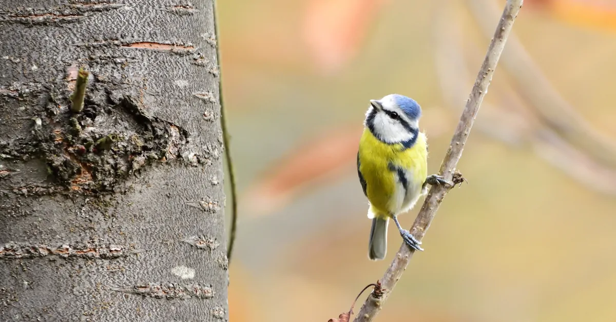 mésanges jardin ; attirer les mésanges ; oiseaux du jardin ; biodiversité au jardin