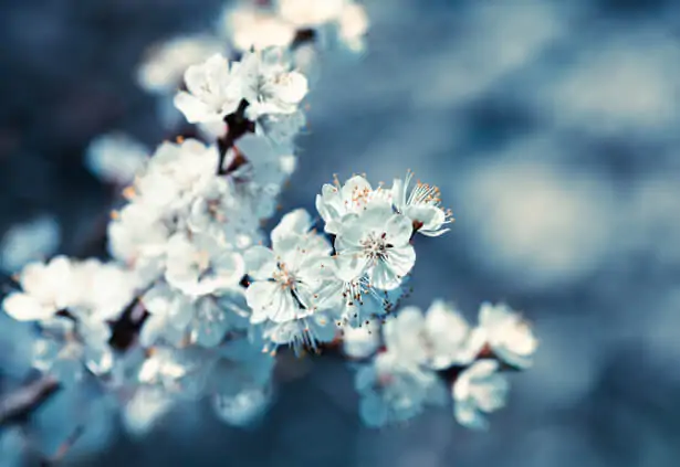 Abricotier en fleurs blanches au printemps