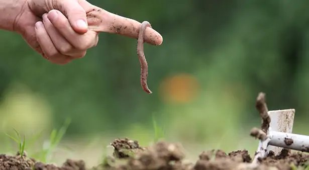 lutte biologique