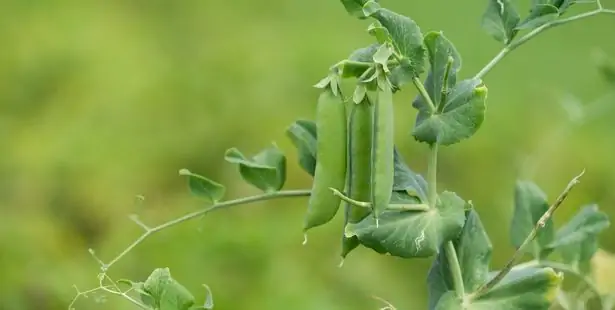 Sugar snap peas growing in the garden