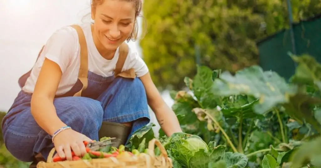 A beginner's vegetable garden