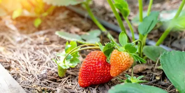 Strawberries in the garden