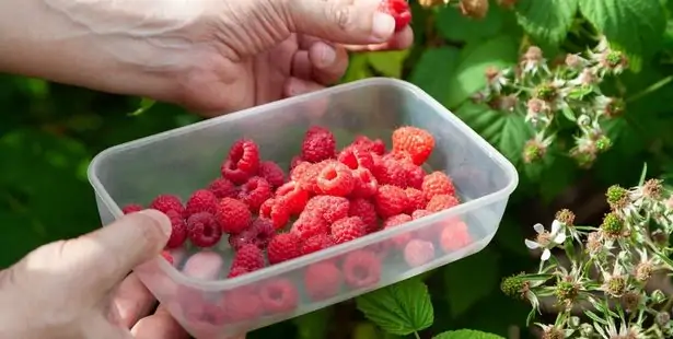 Raspberries in the garden