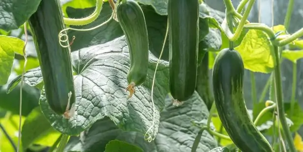 Zucchini plants
