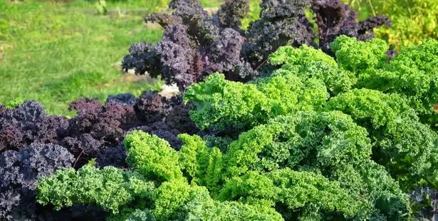 Kale or curly kale