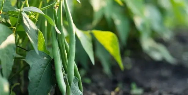 Sowing beans in the garden