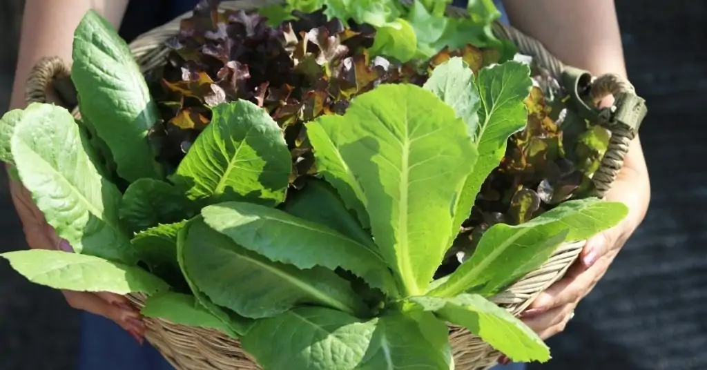Oakleaf lettuce in the garden