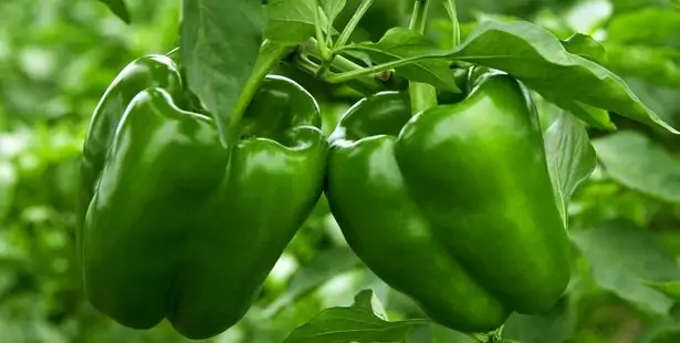 Bell peppers in the garden