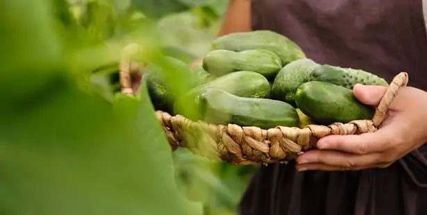 Cucumber plants in the garden