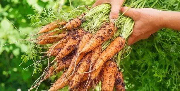Carrots in the garden
