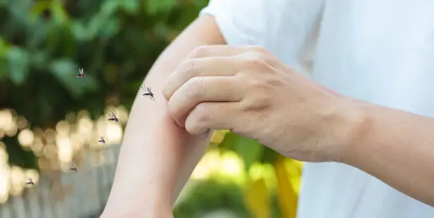 Boutons rouges et gonflés après des piqûres de moustiques