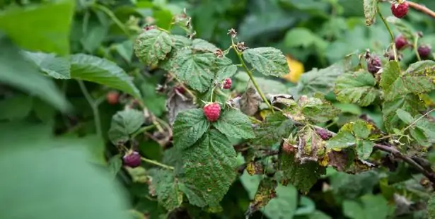 Maladie du framboisier : l'anthracnose 