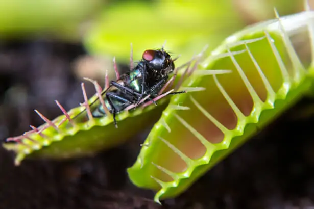 Plante carnivore ayant capturé une mouche