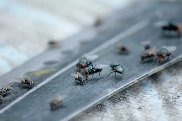 Mouche domestique observée de près