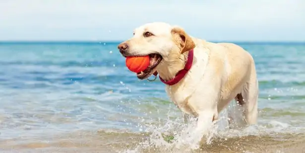 Un chien se promenant sur une plage autorisée aux animaux