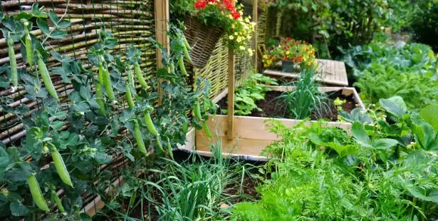 Un paravent pour le potager