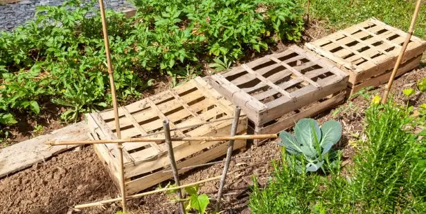 Protéger les semis avec des caisses