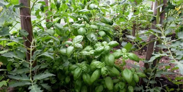 Planter du basilic aux côtés des tomates