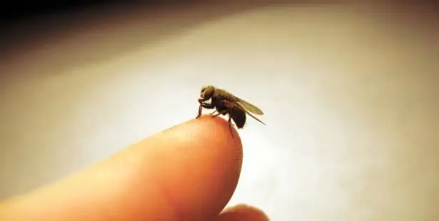 Une mouche