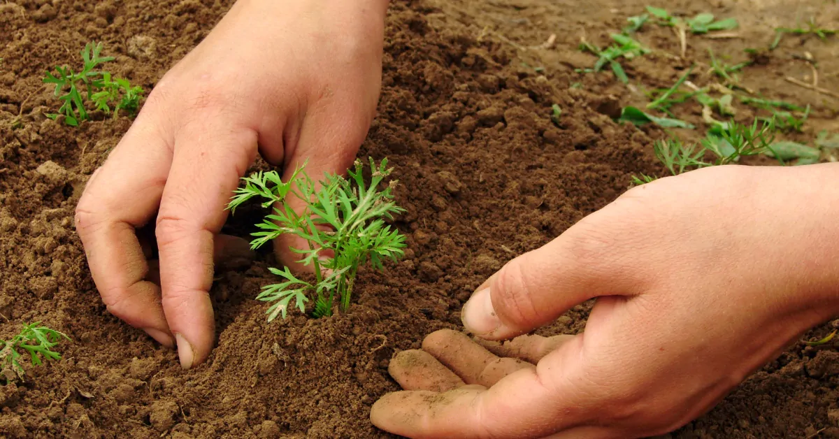 carrot seeds sowing