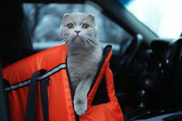 Chat installé dans une caisse de transport pendant un trajet en voiture