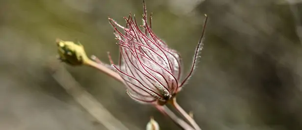 Plante sauvage résistante à la sécheresse dans un jardin sec