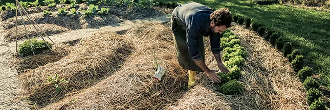 Jardinier utilisant des tontes de pelouse comme paillage au potager