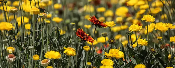 Fleur sauvage dans un jardin favorable à la biodiversité