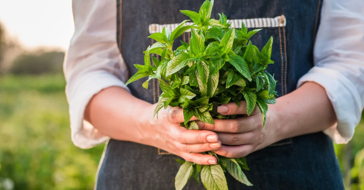 Mint garden