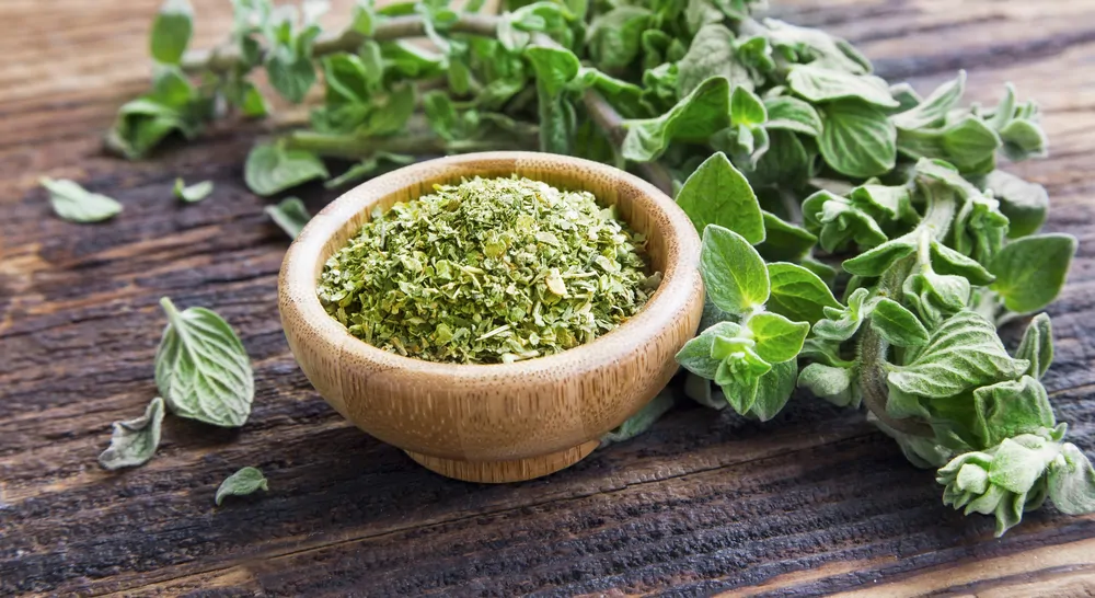 Fresh and dried oregano ready for use in cooking
