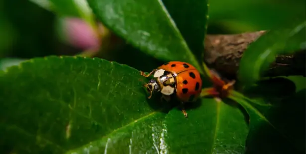 Brown ladybug Calvia quatuordecimguttata with fourteen cream spots