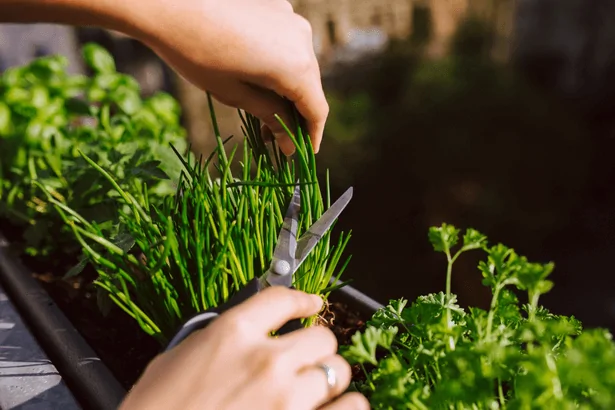 Harvest of fresh chive leaves in the garden