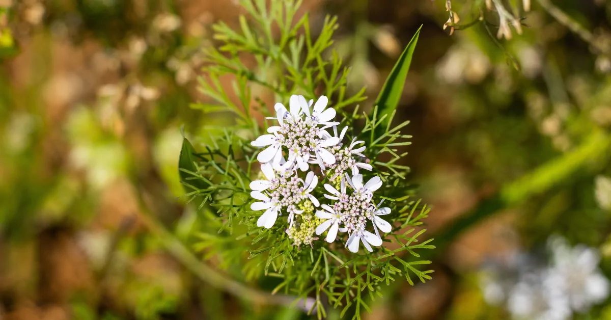 Cilantro flowers