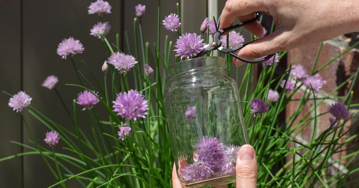 Chive flowers