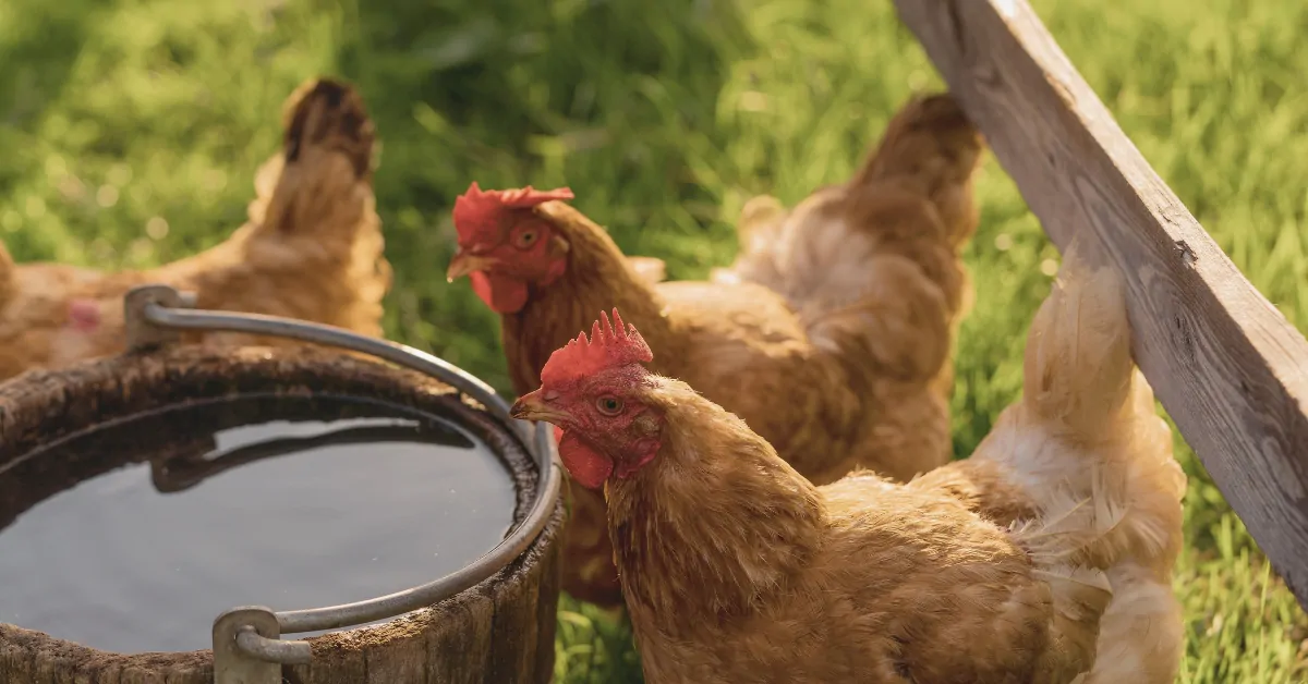 Hens quenching their thirst in a cool water bucket during heat waves.