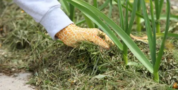 Paillage naturel installé au pied des plantes du jardin
